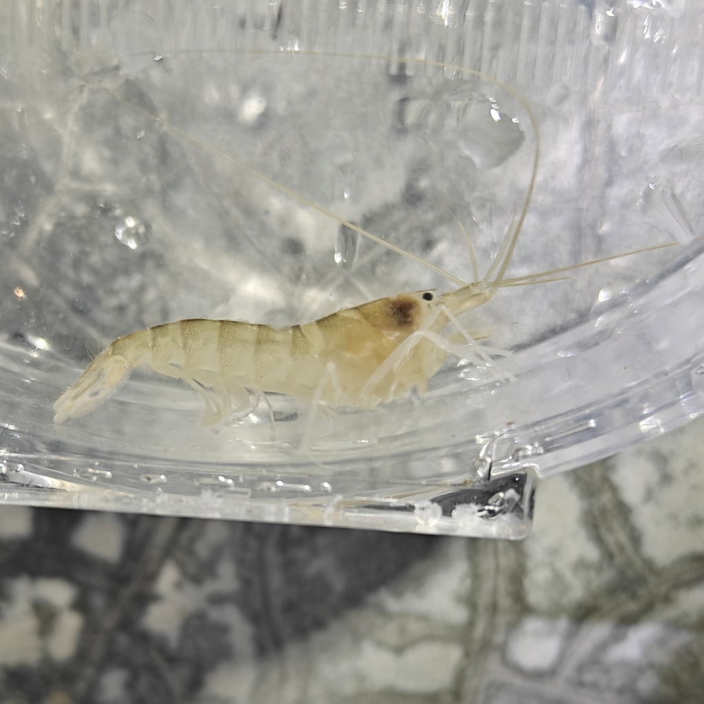 Japanese snapping shrimp
