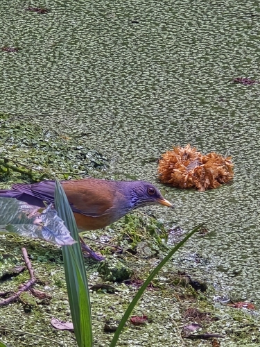 Rufous-backed Thrush (Turdus rufopalliatus), photo 6