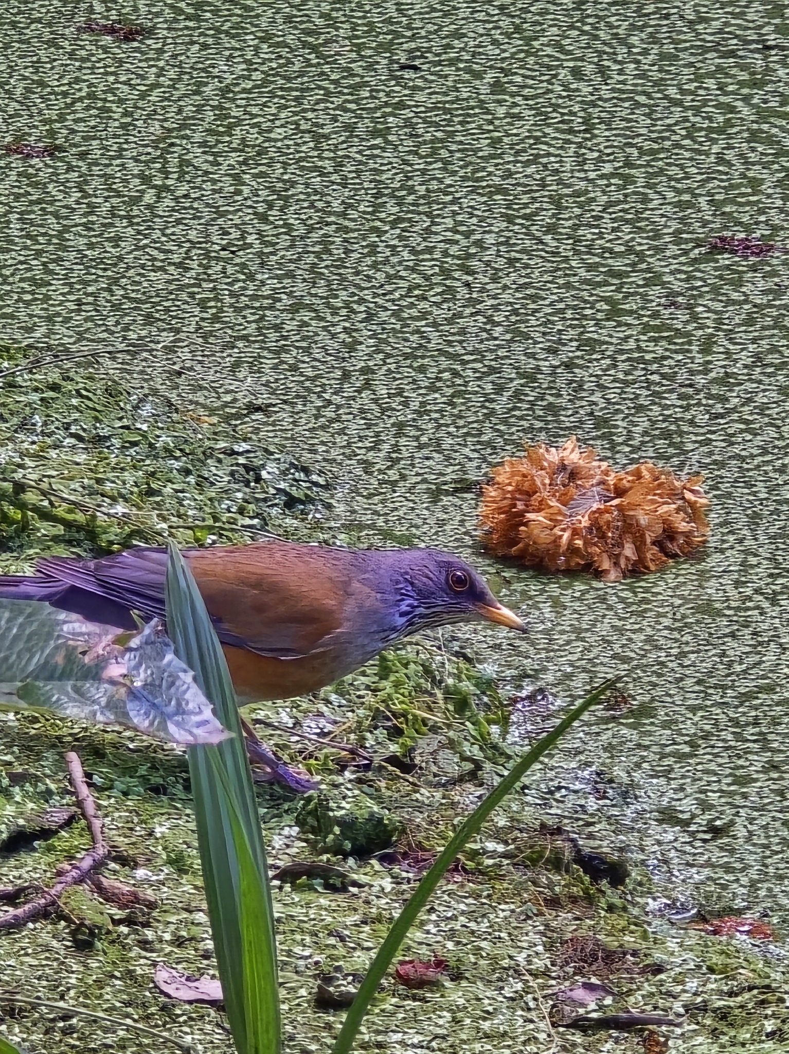 Rufous-backed Thrush (Turdus rufopalliatus), photo 4