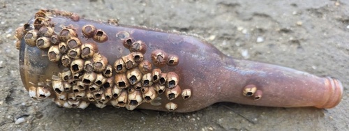 Amphibalanus eburneus observed 2026-01-29