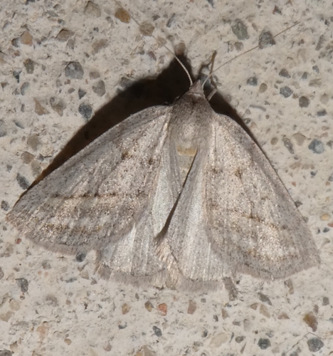 Chemerina caliginearia
