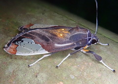 Bertholdia flavidorsata