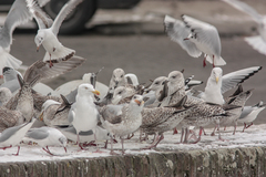 Larus argentatus