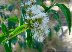 Koanophyllon albicaule