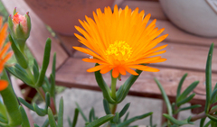 Lampranthus aureus