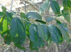 Koanophyllon albicaule