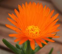 Lampranthus aureus