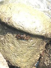 Grapsus albolineatus