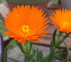 Lampranthus aureus