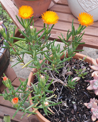 Lampranthus aureus