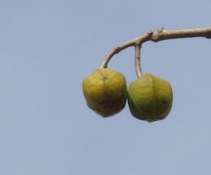 Image of Manihot angustiloba by (c) Francisco Farriols Sarabia, some rights reserved (CC BY)