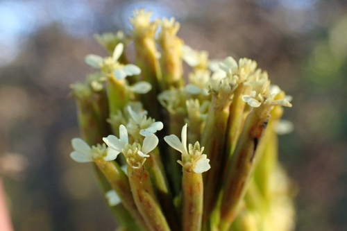 Tagetes minuta observed 2026-01-31
