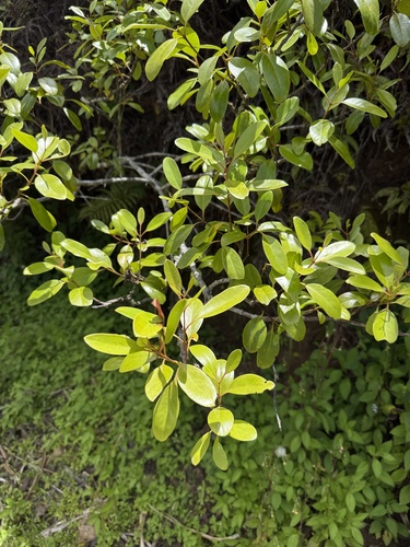Santalum insulare observed 2026-01-13