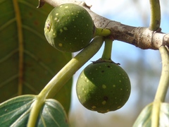 Ficus crocata