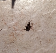 Coranus