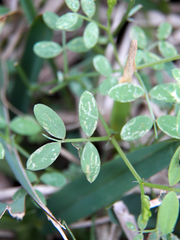 Vicia ludoviciana
