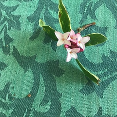 Daphne odora marginata