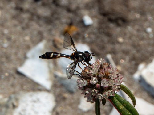 Unknown species found near Pinellas Park, FL, USA