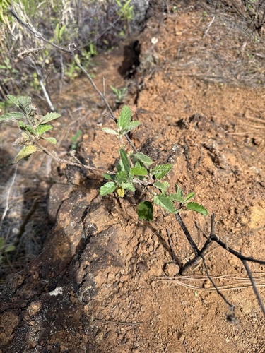 Waltheria indica observed 2026-01-13