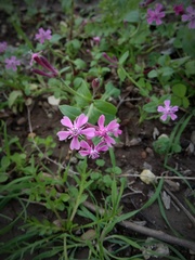 Silene aegyptiaca