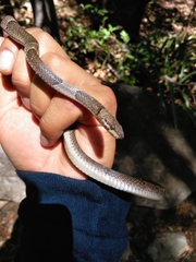 Leptodeira nigrofasciata