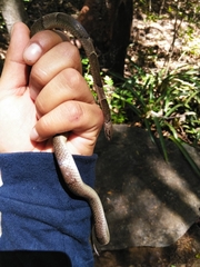 Leptodeira nigrofasciata