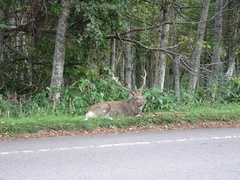 Cervus nippon yesoensis