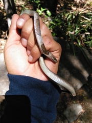 Leptodeira nigrofasciata