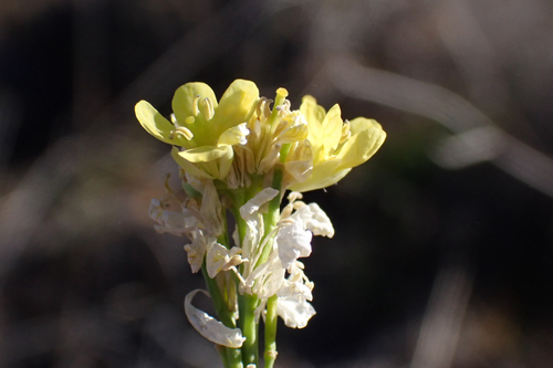 Brassica nigra observed 2026-01-31