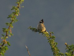 Lophospingus pusillus