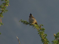 Lophospingus pusillus