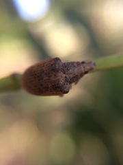 Gonipterus platensis