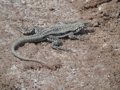 Microlophus atacamensis