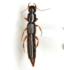 Lathropinus obsidianus