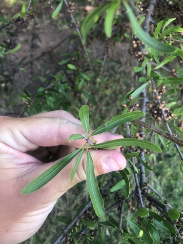 Schinus longifolia