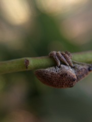 Gonipterus platensis