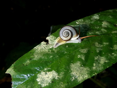 Leptopoma sericatum