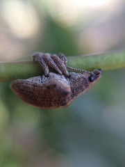 Gonipterus platensis