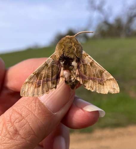 iNaturalist observation photo of Pacific Green Sphinx
