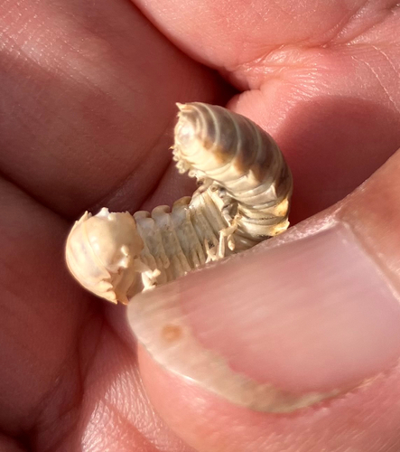 iNaturalist observation photo of Xystocheir dissecta