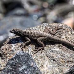 Microlophus atacamensis