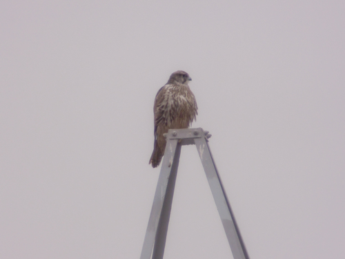 Gyrfalcon