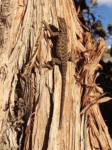 iNaturalist observation photo of Western Fence Lizard