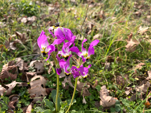 iNaturalist observation photo of Padre's Shooting Star