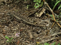 Stenocercus doellojuradoi