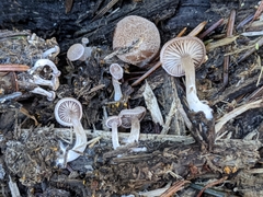 Trichocybe