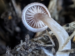 Trichocybe