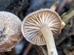 Trichocybe