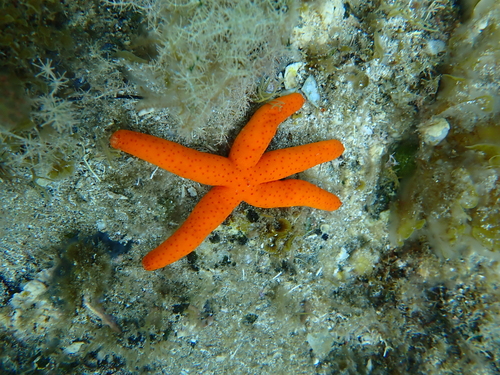 Echinaster varicolor observed 2026-01-31