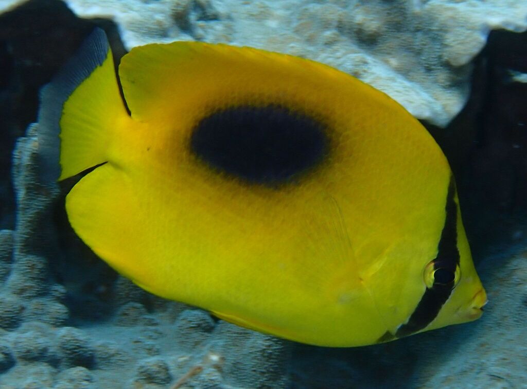Mirror butterflyfish (Chaetodon speculum)